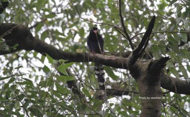 Urocissa caerulea Gould, 1863 臺灣藍鵲