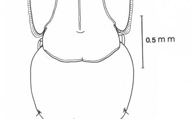 Anuretes branchialis Rangnekar, 1953