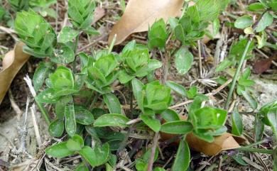 Blechum pyramidatum 賽山藍