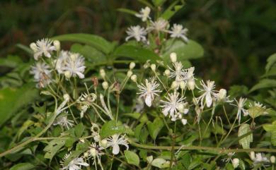 Clematis grata Wall. 串鼻龍