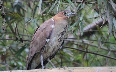 Gorsachius melanolophus (Raffles, 1822) 黑冠麻鷺