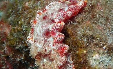 Hexabranchus sanguineus (Rüppell & Leuckart, 1830) 血紅六鰓海牛