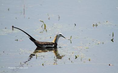 Hydrophasianus chirurgus (Scopoli, 1786) 水雉