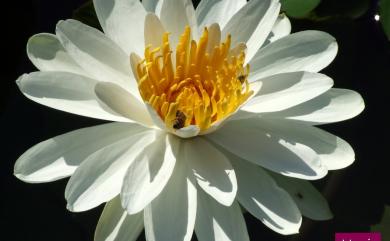Nymphaea tetragona Georgi 睡蓮