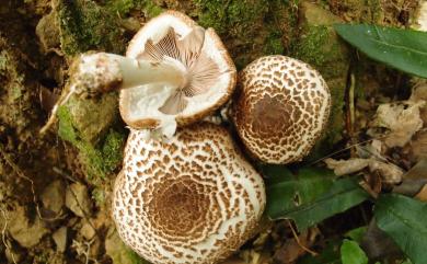 Agaricus bresadolanus Bohus 假根蘑菇