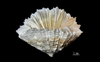 Flabellum sexcostatum Cairns, 1989 六肋扇形珊瑚