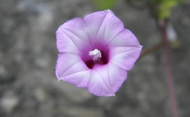 Ipomoea triloba L. 紅花野牽牛