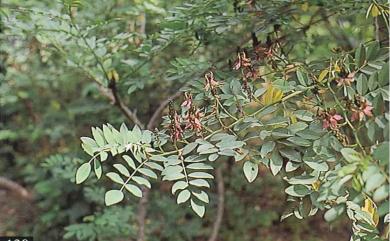 Indigofera zollingeriana 蘭嶼木藍