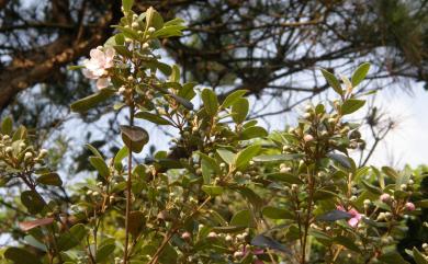 Rhodomyrtus tomentosa (Aiton) Hassk. 桃金孃