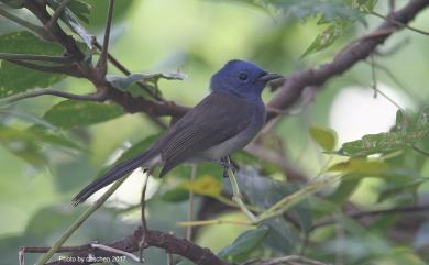 Hypothymis azurea oberholseri Stressmann, 1913 黑枕藍鶲(台灣亞種)