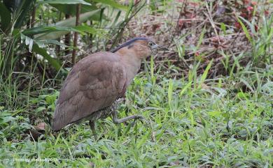 Gorsachius melanolophus (Raffles, 1822) 黑冠麻鷺