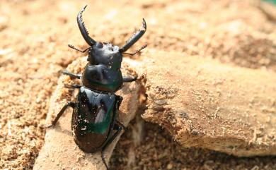 Pseudorhaetus sinicus concolor Benesh, 1960 漆黑鹿角鍬形蟲