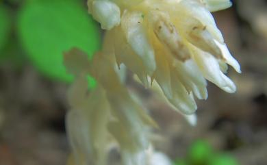 Epipogium roseum 高士佛上鬚蘭
