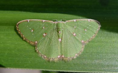 Argyrocosma inductaria (Guenée, 1857) 白斑綠尺蛾