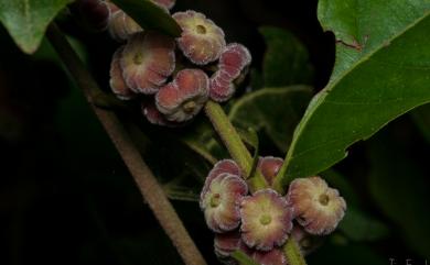 Glochidion philippicum (Cav.) C.B. Rob. 菲律賓饅頭果