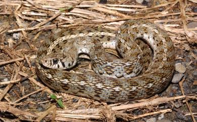 Amphiesma stolatum Linnaeus, 1758 花浪蛇