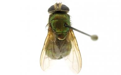 Isomyia viridaurea (Wiedemann, 1819) 綠同蠅