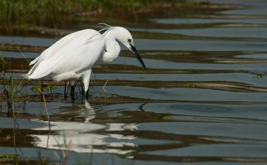 Egretta garzetta garzetta (Linnaeus, 1766) 小白鷺