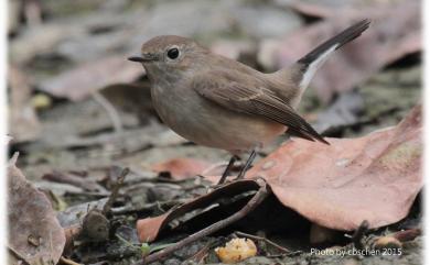 Ficedula parva (Bechstein, 1792) 紅胸鶲