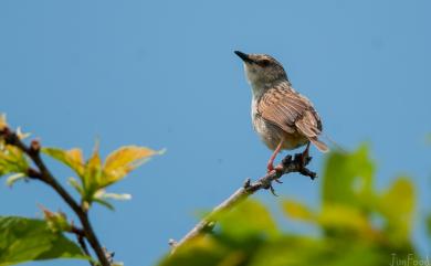 Prinia crinigera striata Swinhoe, 1859 斑紋鷦鶯