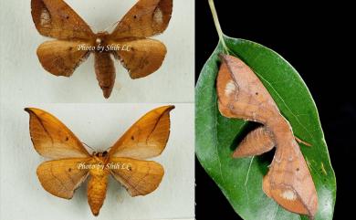 Andraca theae (Matsumura, 1909) 臺灣茶蠶蛾