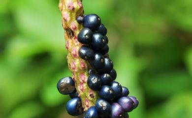 Amorphophallus hirtus 密毛魔芋