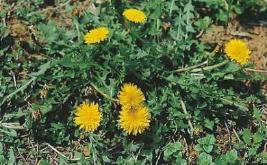 Taraxacum officinale 西洋蒲公英