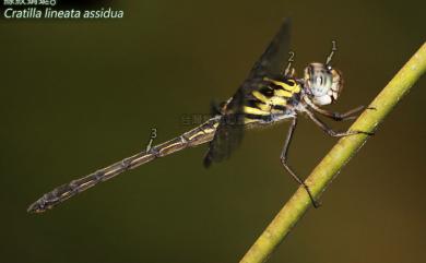 Cratilla lineata assidua 線紋蜻蜓