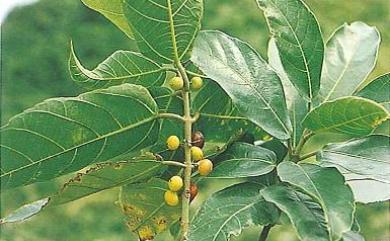 Ficus cumingii var. terminalifolia (Elmer) Sata 對葉榕