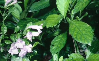 Strobilanthes cusia 馬藍