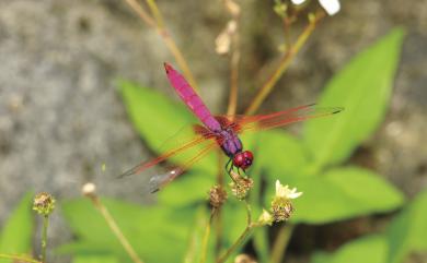 Trithemis aurora (Burmeister, 1839) 紫紅蜻蜓