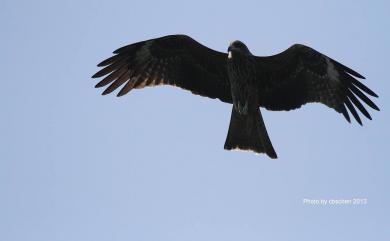 Milvus migrans formosanus Kuroda Sr, 1920 黑鳶(台灣亞種)