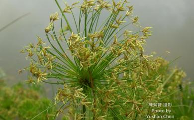 Cyperus prolifer Lam. 紙莎草