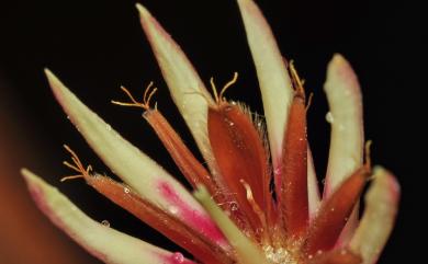 Bruguiera gymnorhiza (L.) Savigny 紅茄冬