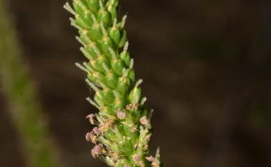 Plantago macronipponica 巨葉車前草