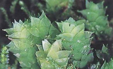 Hookeria acutifolia Hook. & Grev., 1825 尖葉油苔