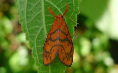 Conicornuta convexa (Wileman, 1910) 俏雅苔蛾