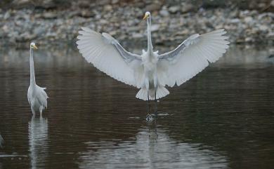 Ardea alba modesta J. E. Gray, 1831 大白鷺