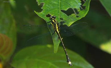 Asiagomphus hainanensis (Chao, 1953) 海南春蜓