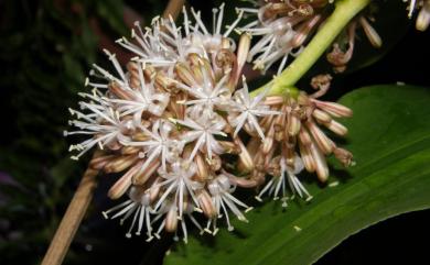 Dracaena fragrans (L.) Ker Gawl. 香龍血樹