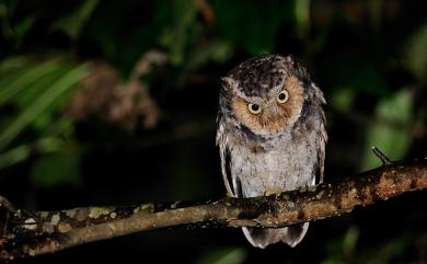 Otus spilocephalus hambroecki (Swinhoe, 1870) 黃嘴角鴞