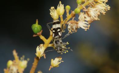 Chlorophorus anticemaculatus Schwarzer, 1925 菊紋虎天牛