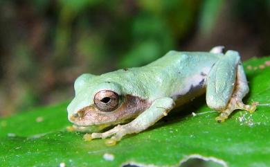 Kurixalus eiffingeri (Boettger, 1895) 艾氏樹蛙