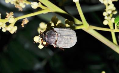 Holotrichia lata Brenske, 1892 臺灣巨黑金龜