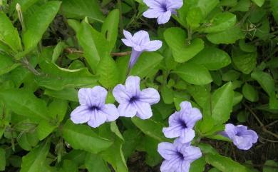 Ruellia tuberosa 塊根蘆莉草