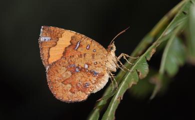 Callidula attenuata (Moore, 1879) 帶錨紋蛾