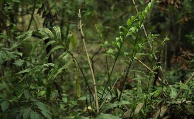 Leptochilus nigrescens (Blume) L.Y.Kuo 薄葉擬茀蕨