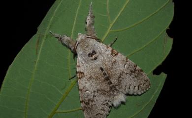 Calliteara lunulata takamukuana (Matsumura, 1927) 結麗毒蛾