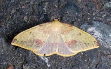 Heterolocha marginata Wileman, 1910