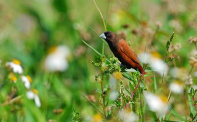 Lonchura atricapilla formosana (Swinhoe, 1865) 黑頭文鳥(台灣原生亞種)